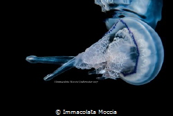 Rhizostoma pulmo - Polmone di Mare - Miseno, Naples by Immacolata Moccia 